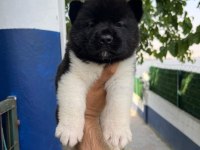 American dev akita aslanlar
