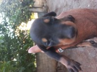Sahiplendirme doberman