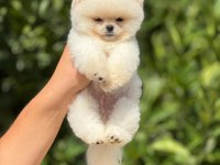 pati ver sizler için burada pomeranian