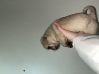 Pug bebeklerim