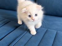 Beyaz Mavi Gözlü Erkek Scottish Fold Longhair Yavru