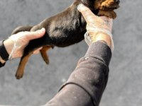 Doberman erkek yavruları