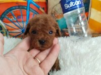 Kore Irk Ve Saglık Garantılı Poodle