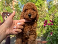 SAFKAN ORJİNAL KORE KURABİYE POODLE YAVRULARI
