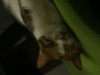 Evcil hayvanımız ekmek çok tatlıdır
