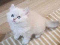 Brıtısh Longhaır Yavrularım