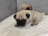 KALİTELİ PUG MOPS YAVRULAR