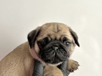 Pug mops safkan yavrularım