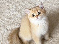 Safkan British Shorthair Golden by11 erkek yavru
