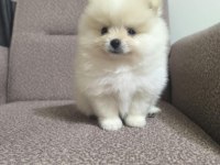 Sağlık ve ırk garantili Pomeranian minikler