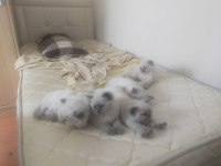 Bluepoint 2 aylık yavrular british longhair