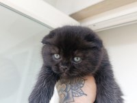 Scottish Fold Yavrularımız