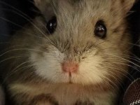 HAMSTER-GONZALES YAVRULARIMIZ HERYERE GÖNDERİM