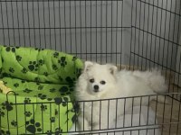 Tuvalet eğitimli aşıları tam oyun oynar pomeranian