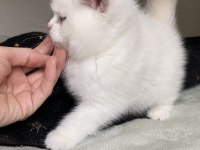 Safkan British Shorthair Chocolatte Point Erkek