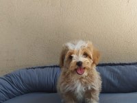 Teslime Hazır Maltipoo yavrularımız