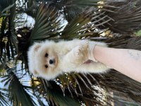Pomeranian Boo 