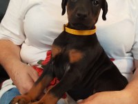 DOBERMAN YAVRULARIMIZ