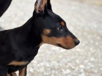 Doberman yavrularımız