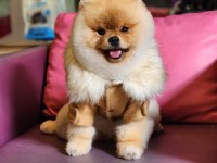 10 Aylık Pomeranian BOO erkek Ayı Surat