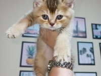 Minik yavrum golden british shorthair