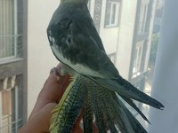 Ev Üretimi Sultan Papağanı