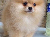 ORİJİNAL POMERANİAN BOO DİŞİ YAVRU