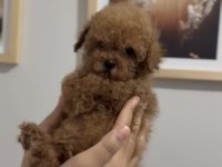Teacup Red Ve Red Brown Dişi Erkek Poodle Yavrular