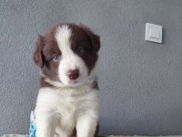 Border Collie Yavrular