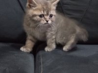 Oyuncu british shorthair yavruları