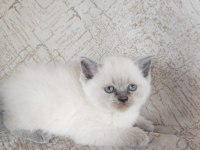 Kaliteli sağlıklı british shorthair yavrular