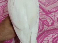 9 aylık kırmızı göz albino sultan papağanı