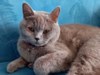 8 Aylık british shorthair dişi tuvalet eğitimi vardır