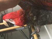 Evcil ele gelen macaw papağanı