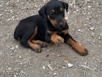 Kızıl ve siyah doberman yavrular