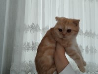 Safkan ev ortamında büyümüş uygun scottish fold