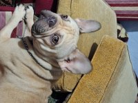French bulldog köpeğimiz 3 yaşında