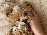 Sevimli Maltipoo Yavrumuz Yeni Ailelerini Arıyor