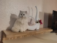 British longhair ny1133