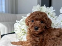 IRK GARANTİLİ TOY POODLE 
