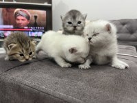 SEVECEN KEDİMİZ