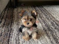 Mini minnak yorkshire terrier bebeklerimiz