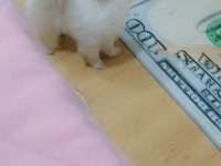 Orjinal pomeranian bu kalitede iddia ediyorum başkası yok
