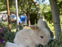 Hollanda Lop Tavşan