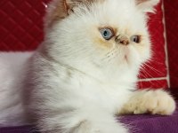 İran exotic red point