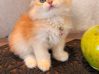 GOLDEN NY12 BRİTİSH LONGHAİR SAFKAN BEBEK