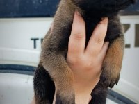 Belçika malinois YAVRULARIMIZ IRK GARANTİLİDİR