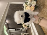 Tea cup cep boy pomeranian beyaz erkek