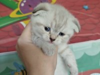 British blue point kızımın yavrularıdır
