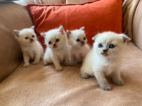 British Shorthair Yavrularım Yuvalarını Bekliyor